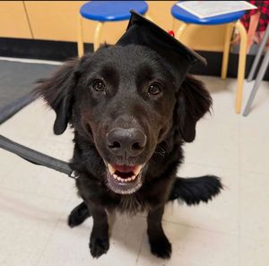 Video post by @petsmart on TikTok
