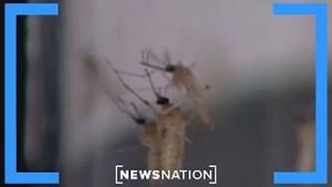 Video post by @newsnation on YouTube