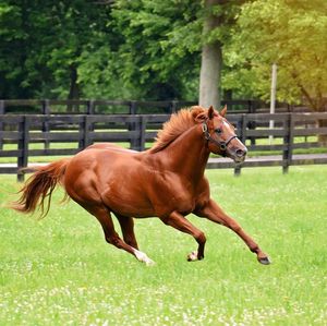 Image post by @spendthriftfarm on Instagram