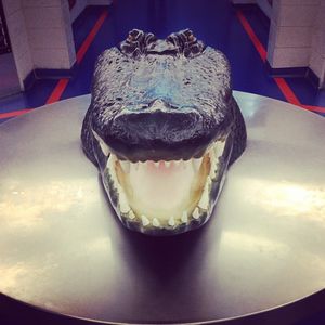 Image post by @floridagators on Instagram