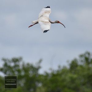 Image post by @lightboximages on Instagram