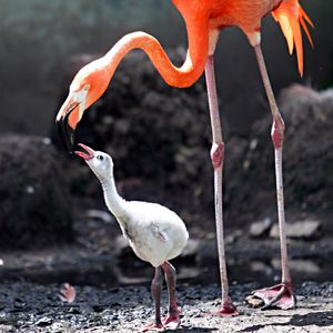 Image post by @animalplanet on Instagram