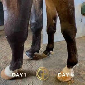 Image post by @gundyparkequine on Instagram