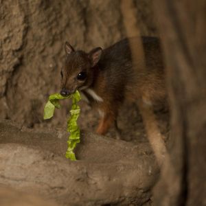 Image post by @animalplanet on Instagram