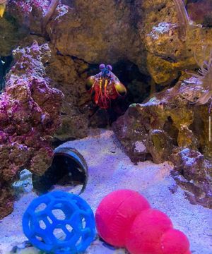 Image post by @butterflypavilion on Instagram