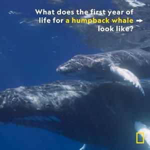 Image post by @natgeo on Instagram