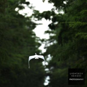 Image post by @lightboximages on Instagram