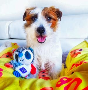 Image post by @pupcorntreats on Instagram