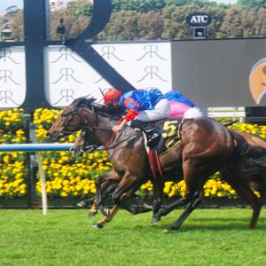 Image post by @australianturfclub on Instagram