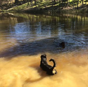 Image post by @bestforpetsmelb on Instagram