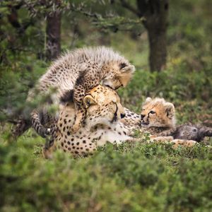 Image post by @discovery on Instagram