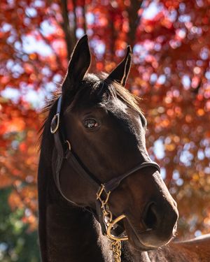 Image post by @spendthriftfarm on Instagram