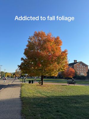 Video post by @meredithviox on TikTok