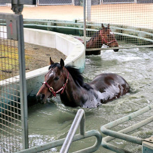 Image post by @australianturfclub on Instagram