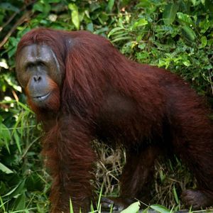 Image post by @leonardodicaprio on Instagram