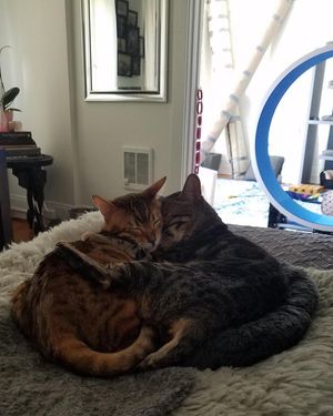 Image post by @nextdoor on Instagram