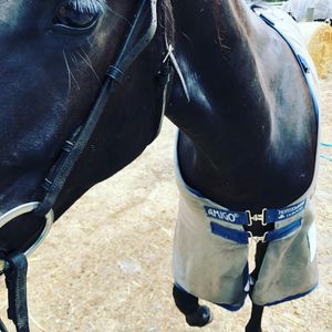 Image post by @first_bit_equine_ on Instagram