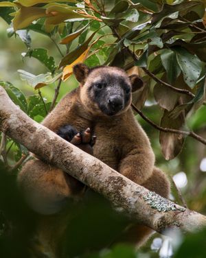 Image post by @animalplanet on Instagram