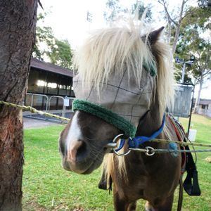 Image post by @australianturfclub on Instagram