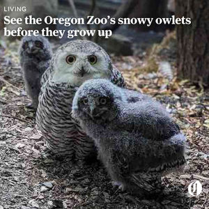 Image post by @theoregonian on Instagram