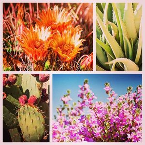 Image post by @arizonastateuniversity on Instagram