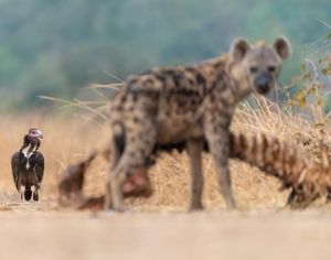 Image post by @chiawasafaris on Instagram