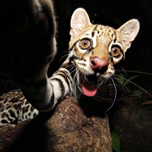 Image post by @animalplanet on Instagram