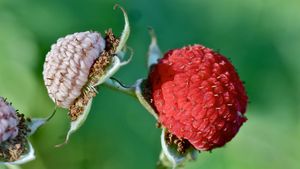 Image post by @nationalparktrust on Instagram