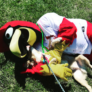 Image post by @springfield_cardinals on Instagram