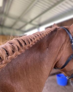 Image post by @ankehawke on Instagram