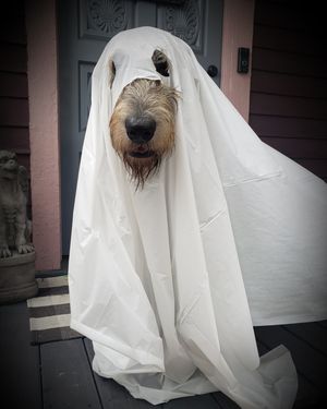 Image post by @thesavannahwolfhound on Instagram