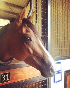 Image post by @australianturfclub on Instagram