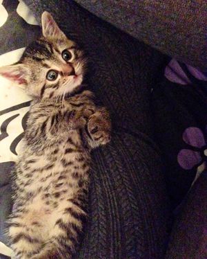 Image post by @animalplanet on Instagram