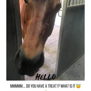 Image post by @ankehawke on Instagram