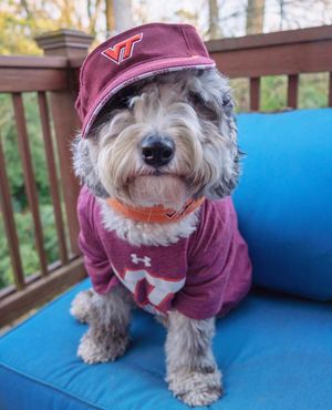Image post by @virginia.tech on Instagram