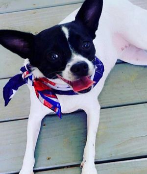 Image post by @liveitupraleigh on Instagram