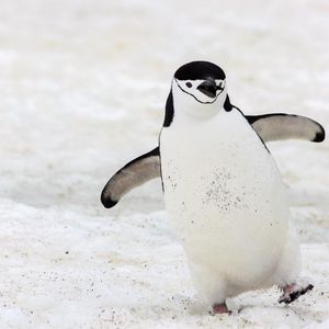 Image post by @animalplanet on Instagram