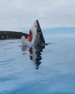 Image post by @discovery on Instagram