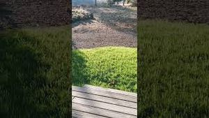 Video post by @tinyhouseexpedition on YouTube