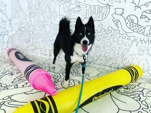 Image post by @tux_the_blue_pomsky on Instagram