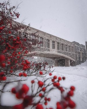 Image post by @virginia.tech on Instagram