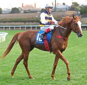 Image post by @australianturfclub on Instagram
