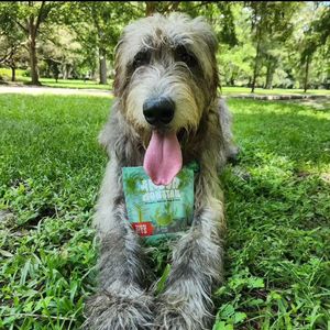 Image post by @thesavannahwolfhound on Instagram