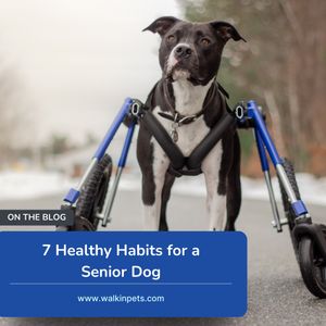 Image post by @walkinpets on Instagram