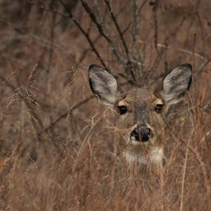 Image post by @okwildlifedept on Instagram