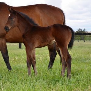 Image post by @australianturfclub on Instagram