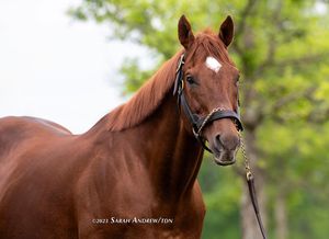 Image post by @thoroughbred_daily_news on Instagram