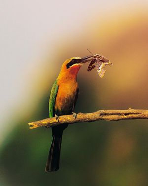 Image post by @discovery on Instagram