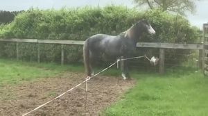 Video post by @nzhorseambulancetrust on Facebook
