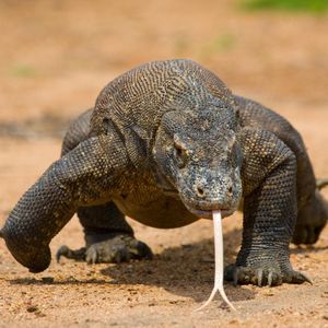 Image post by @animalplanet on Instagram